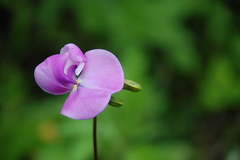 Vigna vexillata